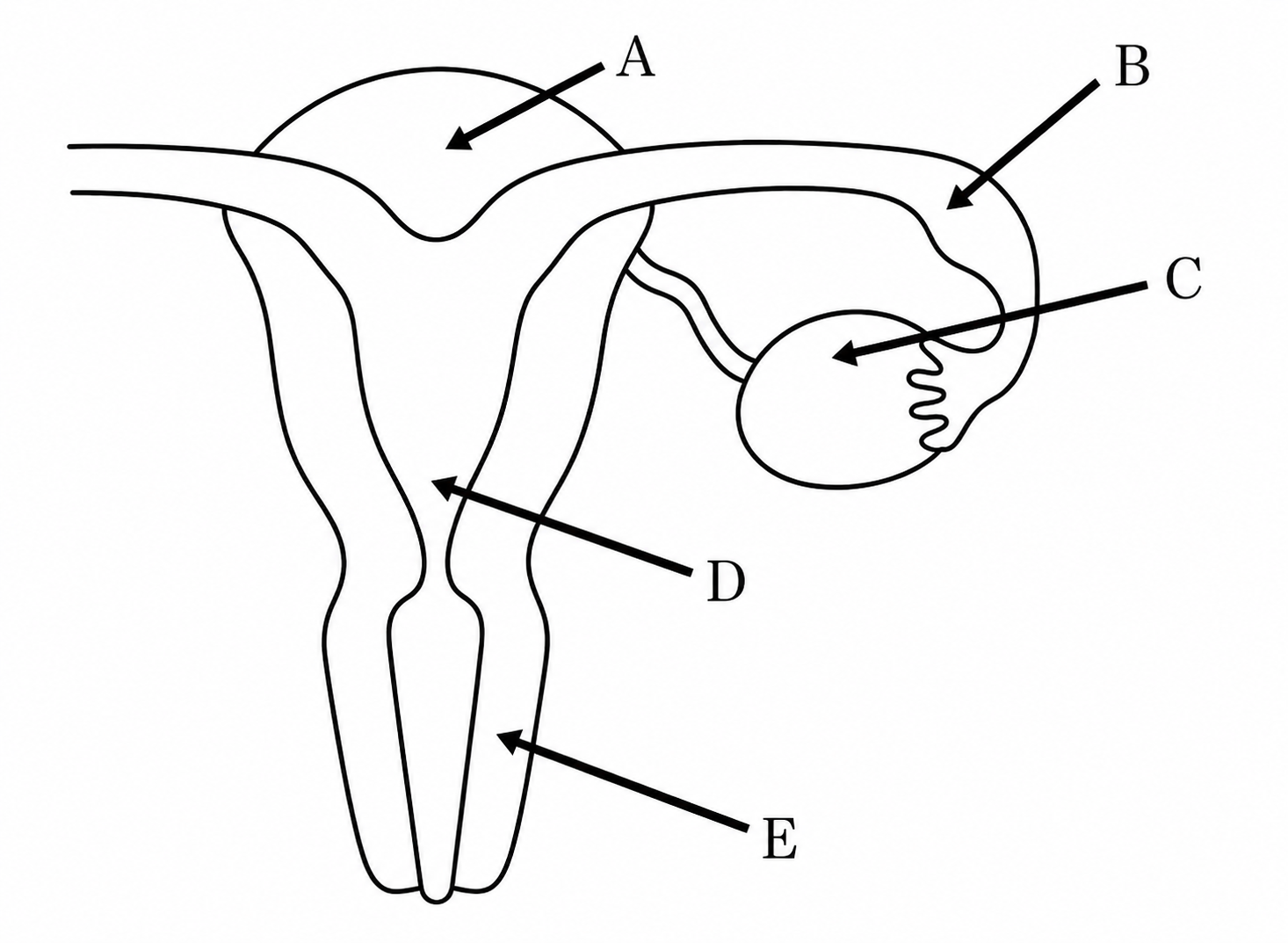 女性内性器を示す学習用模式図