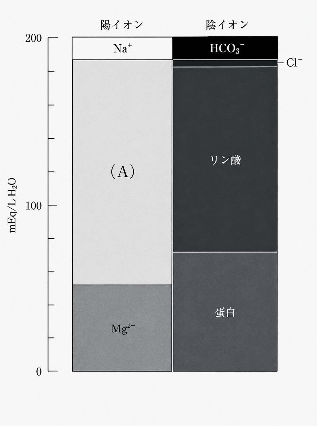 細胞内液のイオン組成を示す学習用模式図